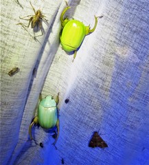 Macropoidelimus mniszechi