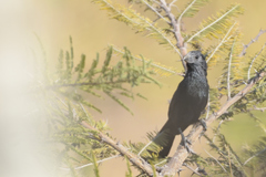 Crotophaga sulcirostris