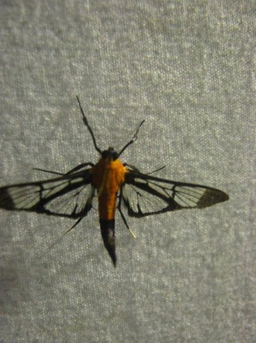 Trichaea pilicornis image