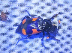 Nicrophorus quadrimaculatus