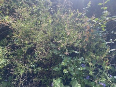 Baccharis plummerae plummerae