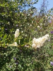 Ceanothus palmeri