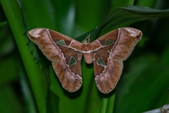 Rothschildia speculifer