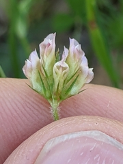 Trifolium bifidum decipiens