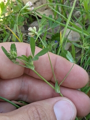 Trifolium bifidum decipiens