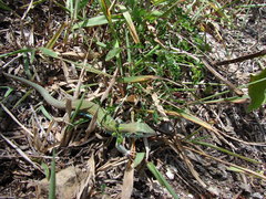 Aspidoscelis maslini