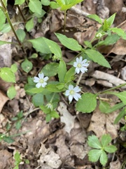 Stellaria corei