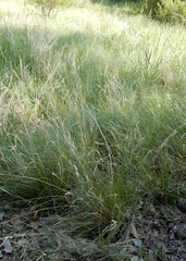 Sporobolus compositus