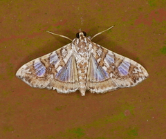 Glyphodes sibillalis