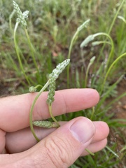 Plantago wrightiana