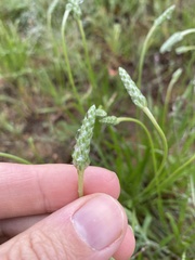 Plantago wrightiana