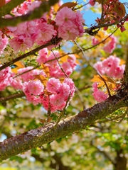 Prunus