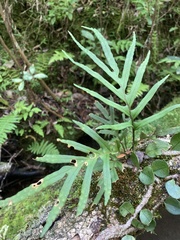 Pleopeltis pleopeltifolia