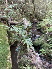 Pleopeltis pleopeltifolia