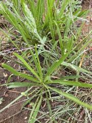 Plantago wrightiana