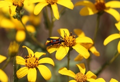 Synanthedon polygoni