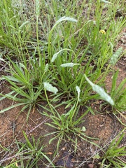 Plantago wrightiana