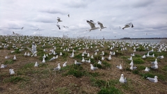 Larus delawarensis