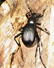 Hegemona nigra