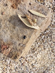 Disonycha triangularis