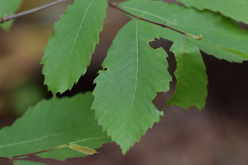 Allegheny Chinquapin