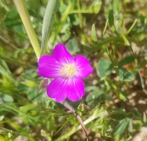 iNaturalist observation photo of redmaids