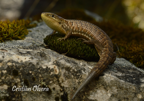 Transvolcanic Alligator Lizard