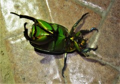 Chrysina cavei