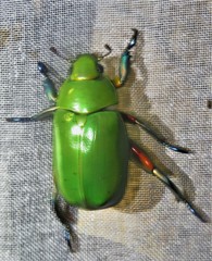 Chrysina cavei