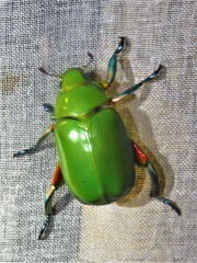 Chrysina cavei