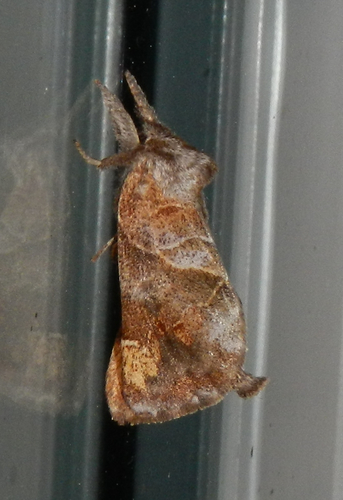 Striped Chocolate-tip Moth photo 4