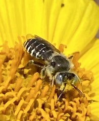 Calliopsis