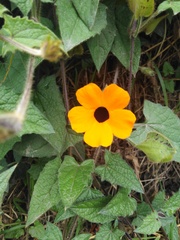 Thunbergia alata