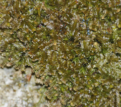 Mniaecia jungermanniae