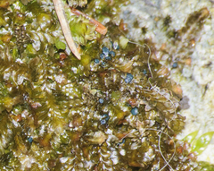 Mniaecia jungermanniae