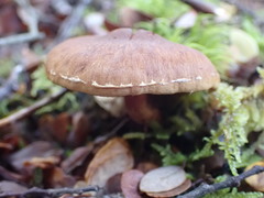 Pholiota multicingulata