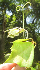 Rhoicissus rhomboidea