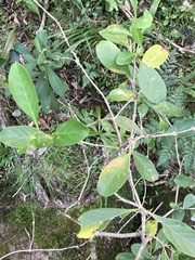 Citharexylum montevidense