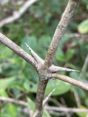 Citharexylum montevidense