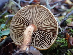 Pholiota multicingulata