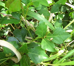 Rhoicissus rhomboidea