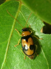 Spilocephalus bipunctatus