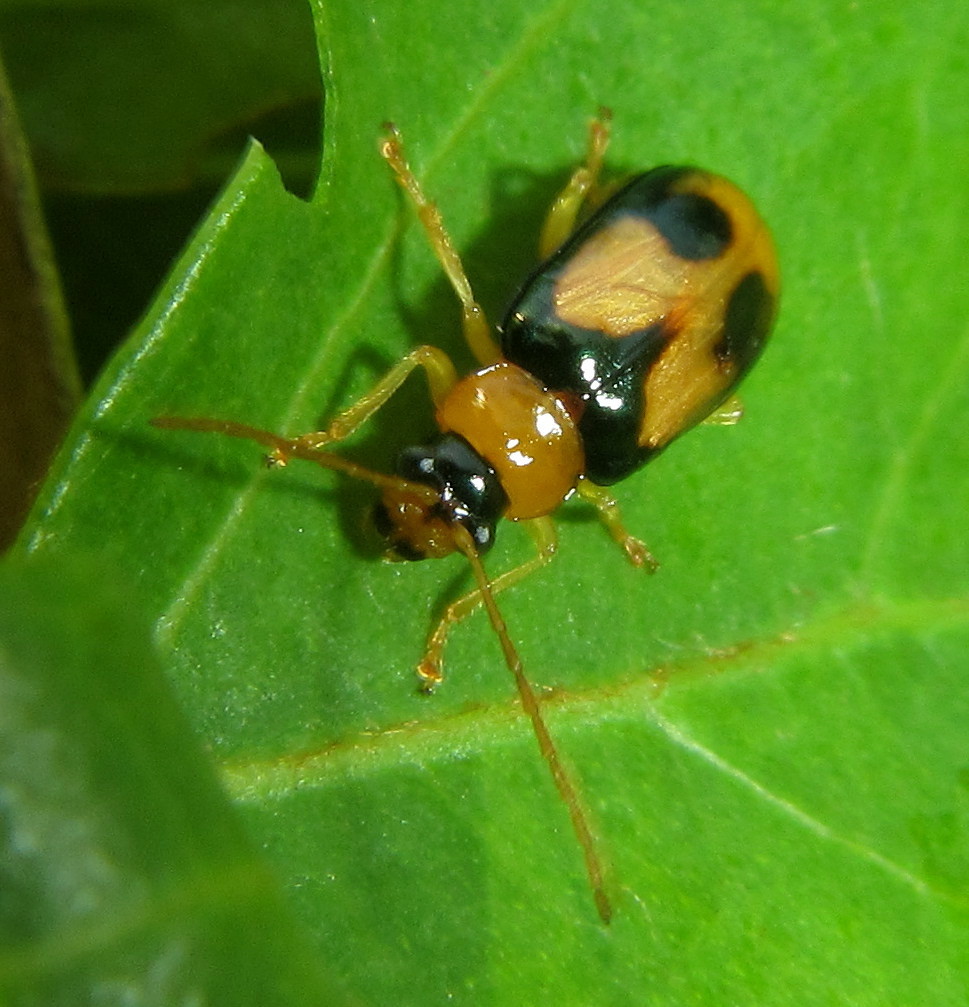Spilocephalus bipunctatus