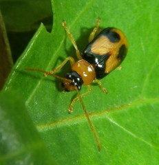 Spilocephalus bipunctatus