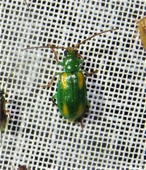 Diabrotica porracea