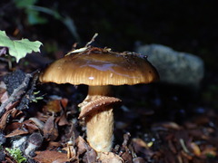 Cortinarius majestaticus
