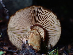 Cortinarius majestaticus