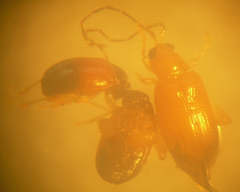 Parasyphraea