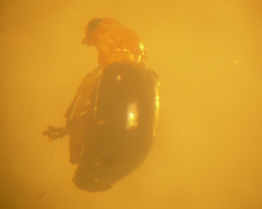 Monomacra