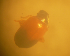 Parasyphraea